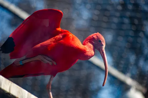 Flamingo Flock 4K Wallpaper · birds · 3840×2563