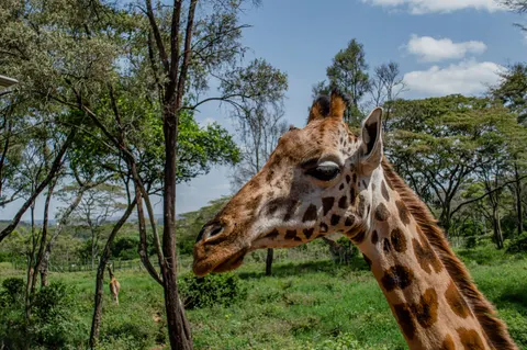 Sfondo Giraffa 4K · animals · 3840×2553