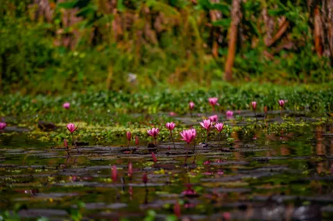 Flamingo Flock 4K Wallpaper · birds · 3840×2555