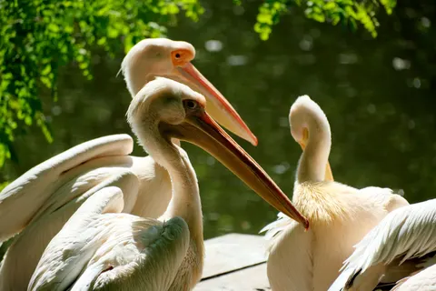 خلفية بجعة أنيقة بدقة 4K · birds · 3840×2560