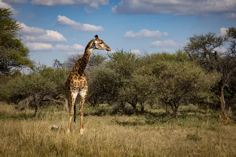 Giraffe 4K Wallpaper · animals · 3840×2561