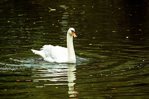 Elegant Swan 4K Wallpaper · birds · 3840×2550