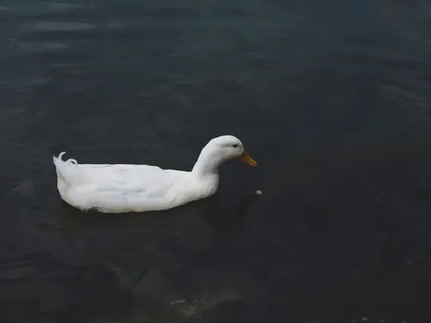 والپیپر قوی زیبا با کیفیت 4K · birds · 3840×2880
