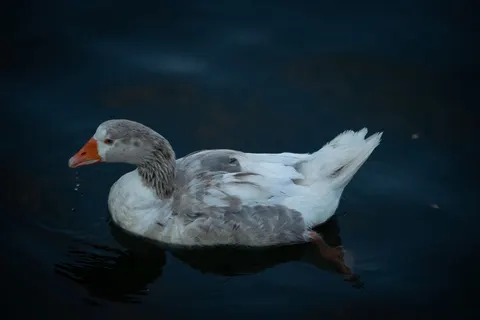Elegant Swan 4K Wallpaper · birds · 3840×2560