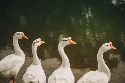 Elegant Swan 4K Wallpaper · birds · 3840×2563