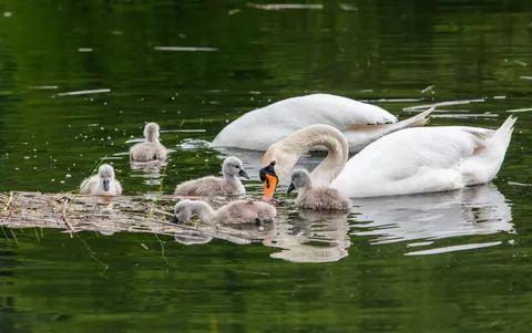 Elegant Swan 4K Wallpaper · birds · 3840×2407