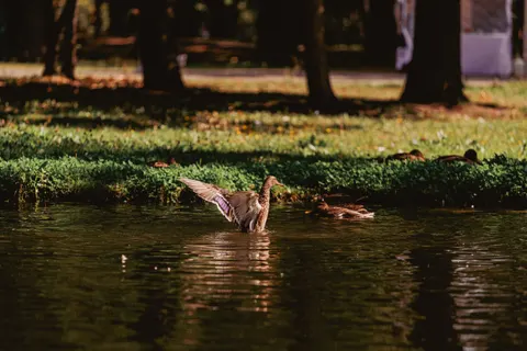 Elegant Swan 4K Wallpaper · birds · 3840×2560