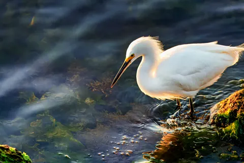 Elegant Swan 4K Wallpaper · birds · 3840×2560