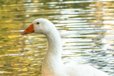 Elegant Swan 4K Wallpaper · birds · 3840×2560