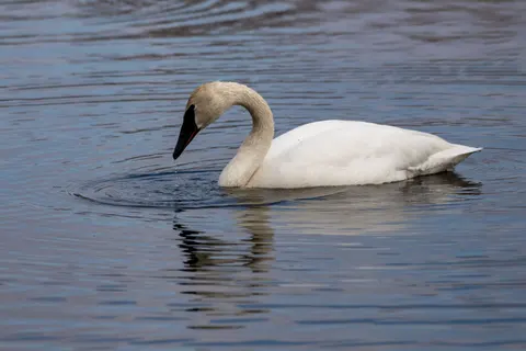 Elegant Swan 4K Wallpaper · birds · 3840×2560