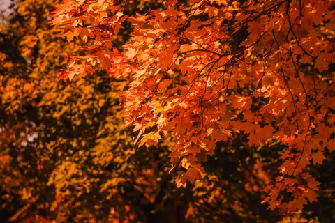 Autumn Forest Path 4K Wallpaper · autumn · 3840×2560