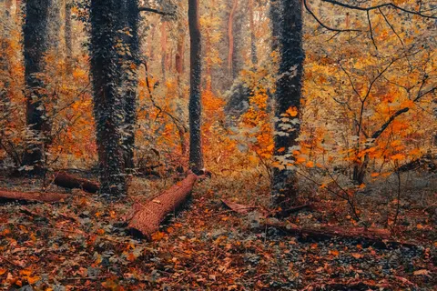 Autumn Forest Path 4K Wallpaper · autumn · 3840×2560