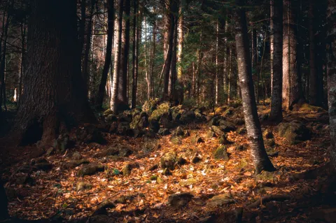 Tapeta Jesienna leśna ścieżka 4K · autumn · 3840×2553