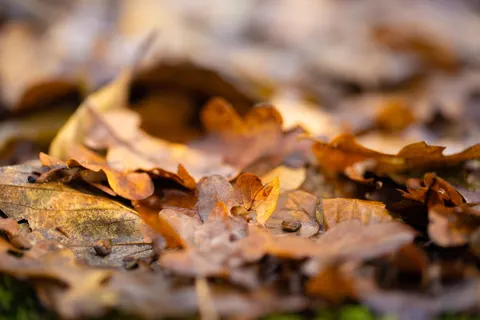 Autumn Forest Path 4K Wallpaper · autumn · 3840×2560