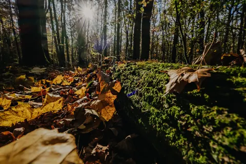 Autumn Forest Path 4K Wallpaper · autumn · 3840×2560