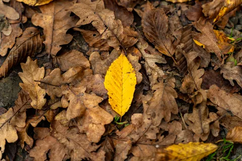 Autumn Forest Path 4K Wallpaper · autumn · 3840×2561