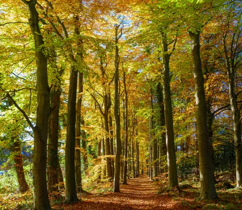 Autumn Forest Path 4K Wallpaper · autumn · 3840×3349