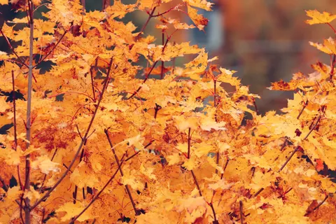 Herbstlicher Waldweg 4K Hintergrundbild · autumn · 3840×2560