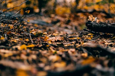 والپیپر مسیر جنگل پاییزی با کیفیت 4K · autumn · 3840×2560
