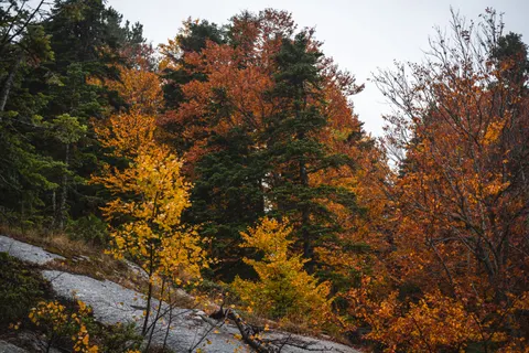 Autumn Forest Path 4K Wallpaper · autumn · 3840×2560
