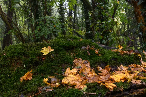 Autumn Forest Path 4K Wallpaper · autumn · 3840×2560