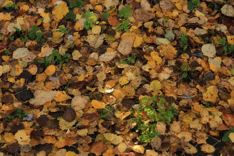 Autumn Forest Path 4K Wallpaper · autumn · 3840×2560