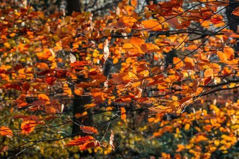 Autumn Forest Path 4K Wallpaper · autumn · 3840×2560