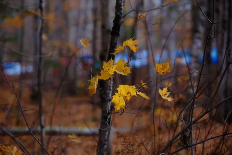पतझड़ का वन पथ 4K वॉलपेपर · autumn · 3840×2560
