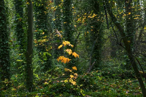 Autumn Forest Path 4K Wallpaper · autumn · 3840×2560