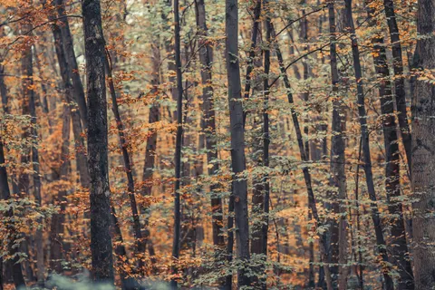 Herfstig bospad 4K-achtergrond · autumn · 3840×2560