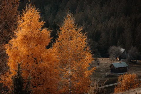 Autumn Forest Path 4K Wallpaper · autumn · 3840×2560