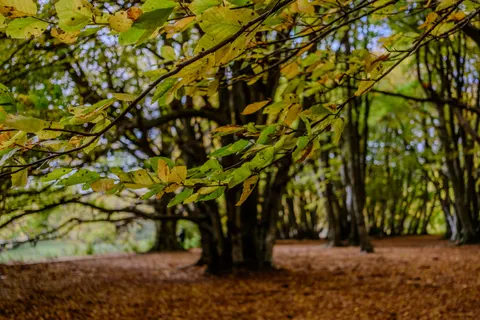 Autumn Forest Path 4K Wallpaper · autumn · 3840×2560