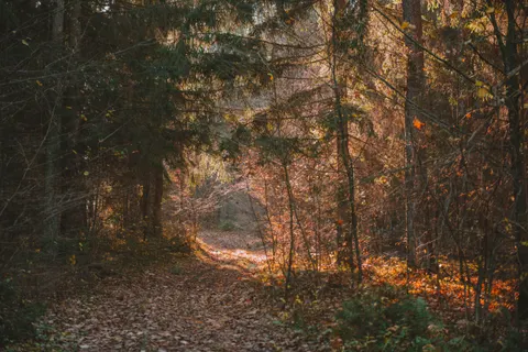 Autumn Forest Path 4K Wallpaper · autumn · 3840×2563