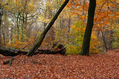 خلفية درب الغابة الخريفي بدقة 4K · autumn · 3840×2560
