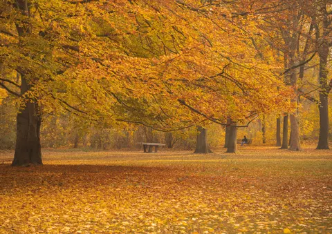 Autumn Forest Path 4K Wallpaper · autumn · 3840×2709