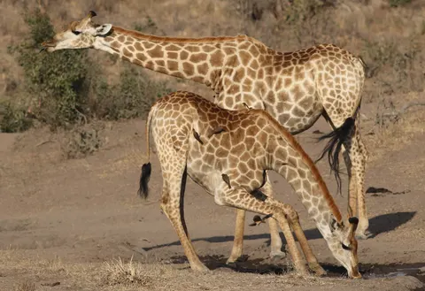 Sfondo Giraffa 4K · animals · 3840×2634