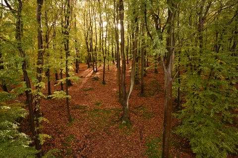 Autumn Forest Path 4K Wallpaper · autumn · 3840×2563