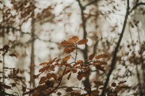 पतझड़ का वन पथ 4K वॉलपेपर · autumn · 3840×2560