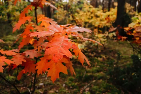 Autumn Forest Path 4K Wallpaper · autumn · 3840×2560
