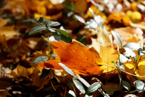 Autumn Forest Path 4K Wallpaper · autumn · 3840×2560