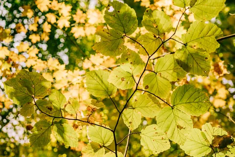 Autumn Forest Path 4K Wallpaper · autumn · 3840×2560