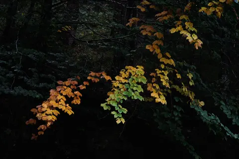 Tapeta Jesienna leśna ścieżka 4K · autumn · 3840×2560