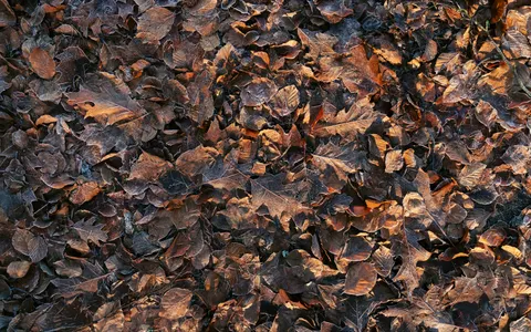 Autumn Forest Path 4K Wallpaper · autumn · 3840×2400