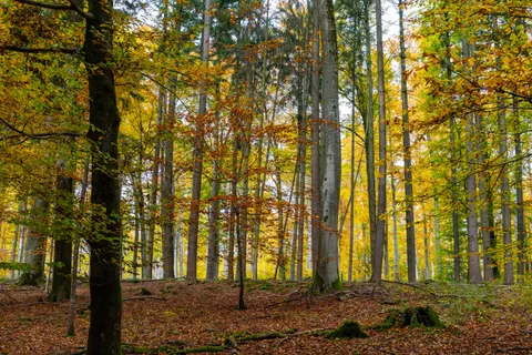 Autumn Forest Path 4K Wallpaper · autumn · 3840×2560