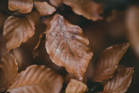Autumn Forest Path 4K Wallpaper · autumn · 3840×2560