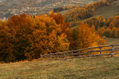 Autumn Forest Path 4K Wallpaper · autumn · 3840×2560