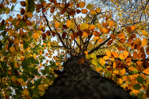 Autumn Forest Path 4K Wallpaper · autumn · 3840×2560