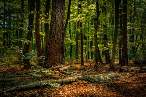Autumn Forest Path 4K Wallpaper · autumn · 3840×2560