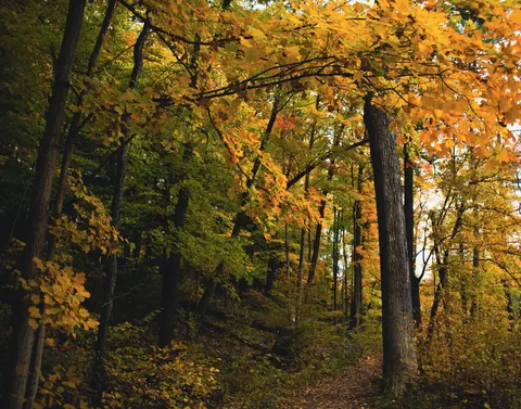 Sonbahar Orman Yolu 4K Duvar Kağıdı · autumn · 3840×3016