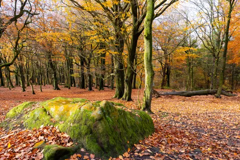 والپیپر مسیر جنگل پاییزی با کیفیت 4K · autumn · 3840×2560